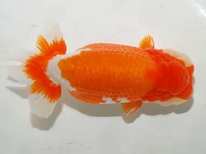 房総らんちう会　東大関　君塚一博　夷隅郡大多喜町