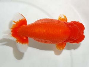 房総らんちう会　立行司　大渕　功　木更津市