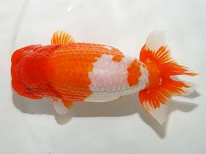 房総らんちう会　取締一　君塚一博　夷隅郡大多喜町