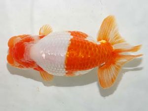 房総らんちう会　取締二　秋元和男　君津市