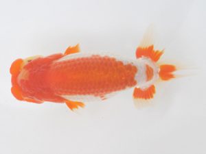 金魚文化連合会　東大関　井上廣太　常滑市