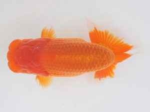 金魚文化連合会　西大関　植田春寿　稲沢市