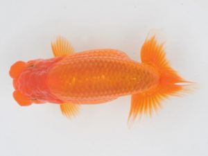 金魚文化連合会　立行司　大野　稔　名古屋