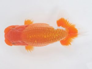 金魚文化連合会　取締一　磯村　太　常滑市