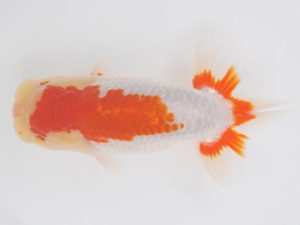 金魚文化連合会　取締二　樋口正行　鈴鹿市