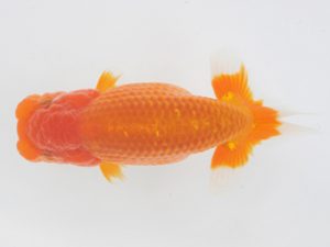 金魚文化連合会　東大関　山根晃一　鈴鹿市