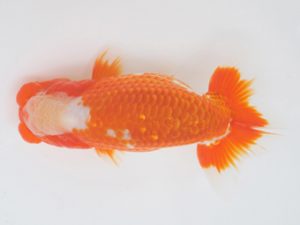 金魚文化連合会　西大関　吉村昭治　名古屋