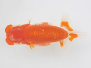 金魚文化連合会　立行司　大野　稔　名古屋