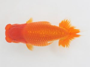 金魚文化連合会　取締一　須田秀基　名古屋