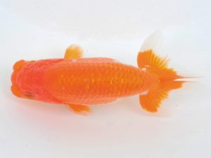 金魚文化連合会　取締二　杉江克己　常滑市