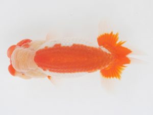 金魚文化連合会　東大関　都築俊行　安城市