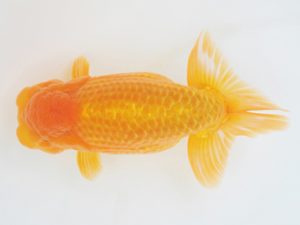 金魚文化連合会　立行司　樋口正行　鈴鹿市