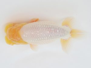 金魚文化連合会　取締一　有賀昌司　八百津