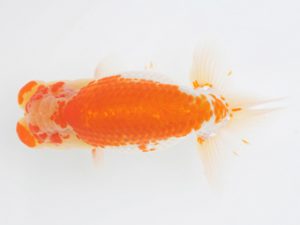 金魚文化連合会　取締二　大野　稔　名古屋