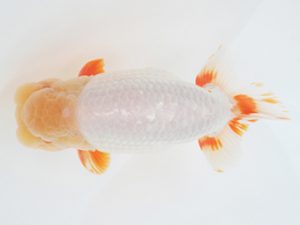 金魚文化連合会　東大関　都築俊行　安城市