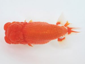 金魚文化連合会　西大関　杉江拓郎　岐阜市