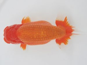 金魚文化連合会　立行司　伊藤弘之　海部郡