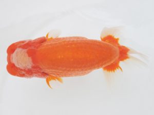 金魚文化連合会　取締一　杉江拓郎　岐阜市