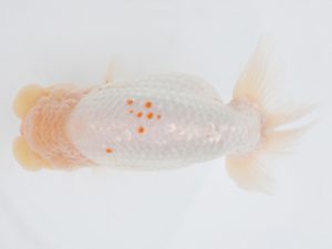 金魚文化連合会　取締二　伊藤政美　海部郡