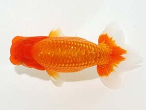 錦友会&中部本部大会　東大関　原　行男　浜松市