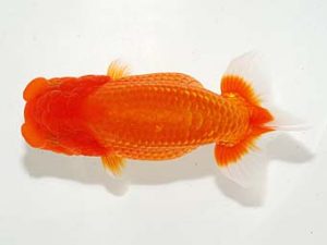 錦友会&中部本部大会 勧進元一　小野　五　浜松市