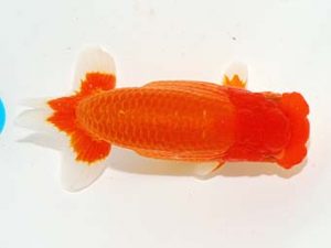 錦友会&中部本部大会 勧進元二　小澤忠幸　沼津市