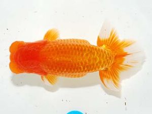 錦友会&中部本部大会 行司一　安藤　寛　周智郡