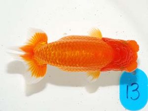 錦友会&中部本部大会 行司二　田中康浩　豊橋市