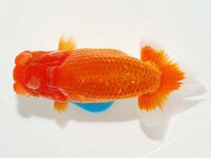 錦友会&中部本部大会 行司三　影山　繁　沼津市