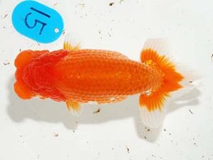 錦友会&中部本部大会 脇行司一　田中康浩　豊橋市