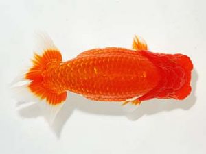 錦友会&中部本部大会 脇行司二　渡辺　敦　犬山市