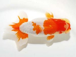 錦友会&中部本部大会　西大関　安藤　寛　周智郡