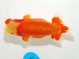 錦友会&中部本部大会　立行司　鈴木和也　沼津市