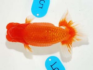 錦友会&中部本部大会　取締二　安藤　寛　周智郡