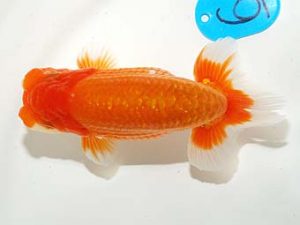 錦友会&中部本部大会 東関脇　鈴木和男　浜松市