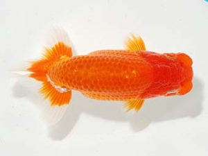 錦友会&中部本部大会 西小結　寺越良市　小松市