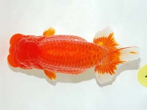 錦友会&中部本部大会　東大関　根木清次　浜松市