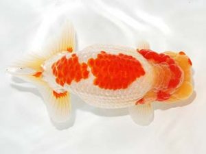 錦友会&中部本部大会 勧進元一　植田春寿　稲沢市