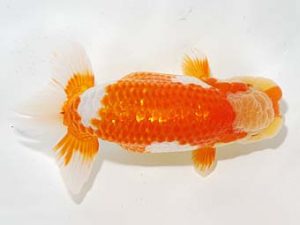 錦友会&中部本部大会 勧進元二　伊藤幹彦　静岡市