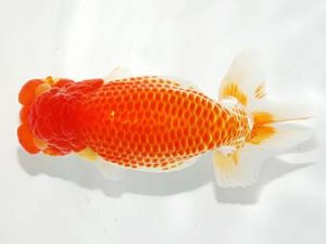 錦友会&中部本部大会 行司一　江守淳一　富山市