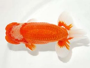 錦友会&中部本部大会 行司三　鈴木裕司　袋井市