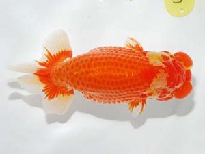 錦友会&中部本部大会 脇行司二　東山靖章　大垣市