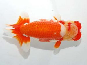 錦友会&中部本部大会　西大関　松橋　悟　豊橋市