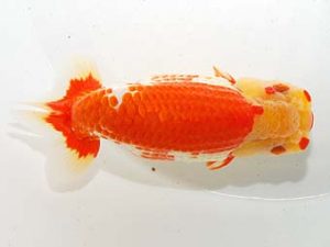 錦友会&中部本部大会　立行司　山本義介　碧南市