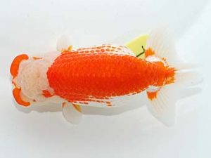 錦友会&中部本部大会　取締一　林　万貴　志摩市