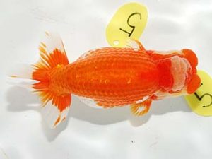 錦友会&中部本部大会　取締二　林　万貴　志摩市