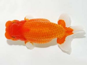 錦友会&中部本部大会 東関脇　吉田晋伍　焼津市