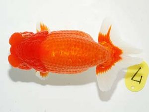 錦友会&中部本部大会 西関脇　北川浩三　島田市