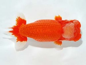 錦友会&中部本部大会 東小結　小山徹志　中央市