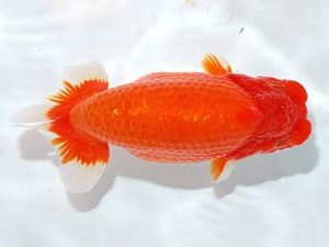 錦友会&中部本部大会 西小結　鎌田芳男　稲沢市